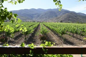 Viñedos de Casa Emiliana al atardecer en el Valle de Guadalupe.
