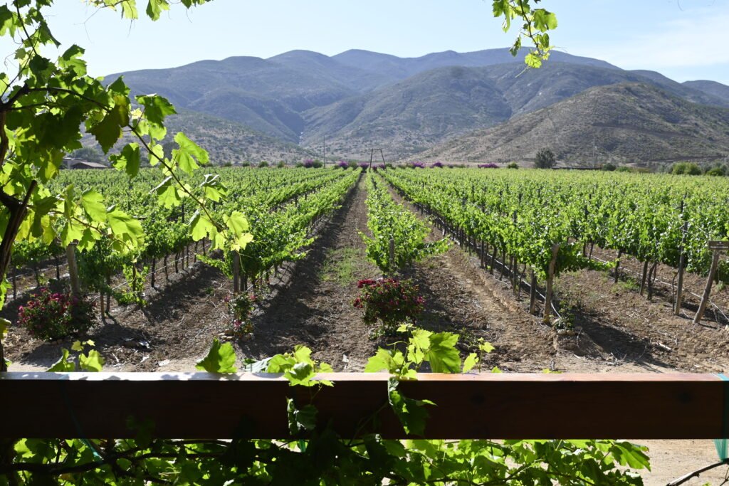 Viñedos de Casa Emiliana en el Valle de Guadalupe al atardecer, rodeados de colinas y luz dorada, donde se cultivan las uvas Syrah y Nebbiolo que dan vida al vino mexicano de calidad.Viñedos de Casa Emiliana en el Valle de Guadalupe al atardecer, rodeados de colinas y luz dorada, donde se cultivan las uvas Syrah y Nebbiolo que dan vida al vino mexicano de calidad.