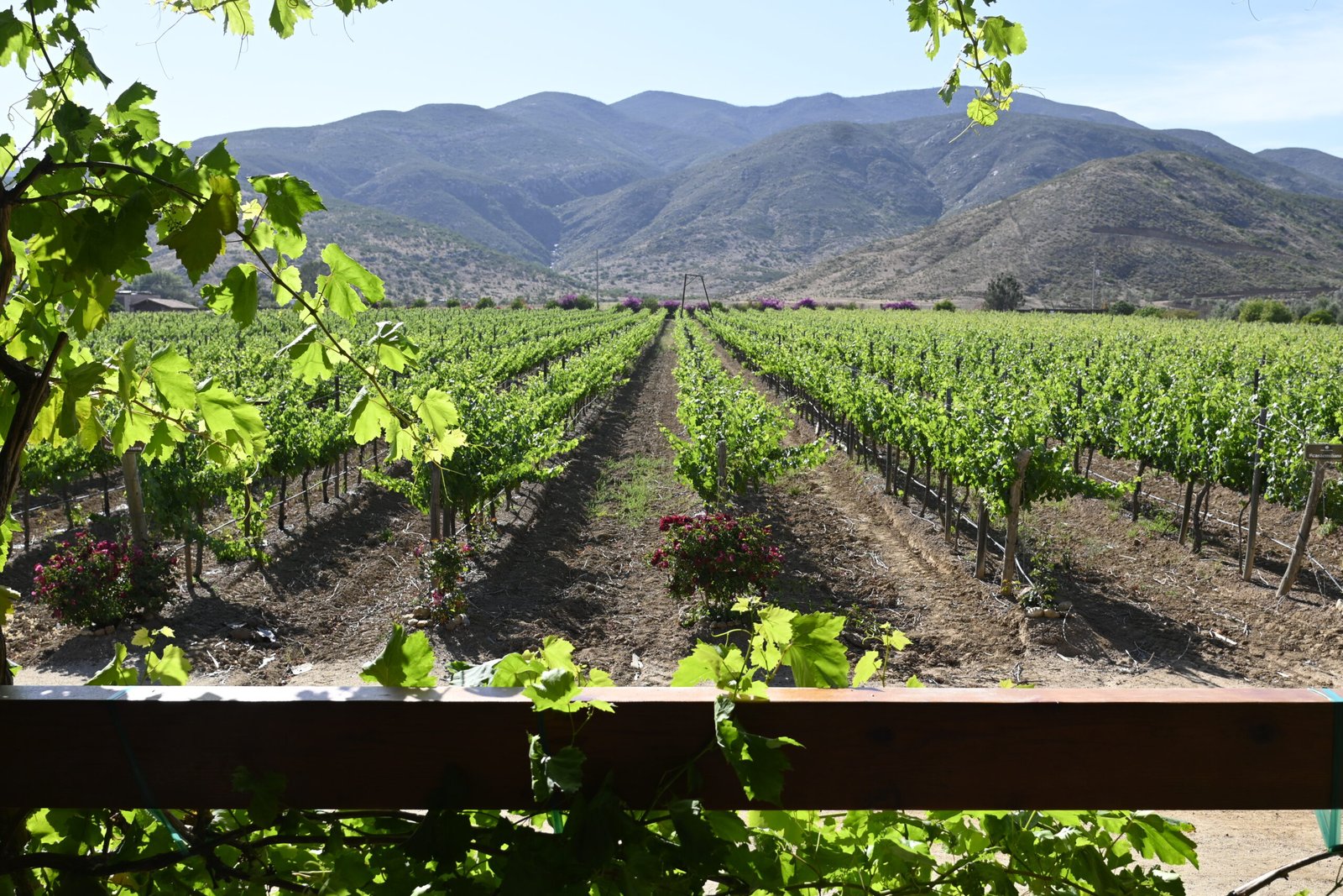 Viñedos de Casa Emiliana en el Valle de Guadalupe al atardecer, rodeados de colinas y luz dorada, donde se cultivan las uvas Syrah y Nebbiolo que dan vida al vino mexicano de calidad.Viñedos de Casa Emiliana en el Valle de Guadalupe al atardecer, rodeados de colinas y luz dorada, donde se cultivan las uvas Syrah y Nebbiolo que dan vida al vino mexicano de calidad.